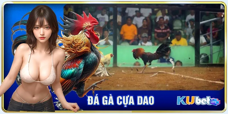 Tính hấp dẫn, nổi bật của đá gà cựa dao kubet hấp dẫn 2024